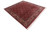 7ft 200cm square bidjar persian rug